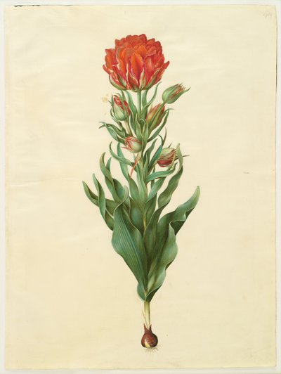 Tulip gesneriana by Hans Simon Holtzbecker